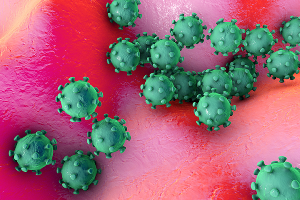 Common cold viruses reveal one of their strengths