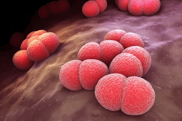 More than $700,000 from CIHR to study the bacteria that causes meningitis