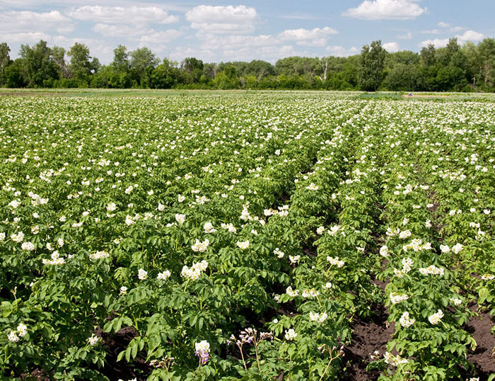 Un champ de pommes de terre