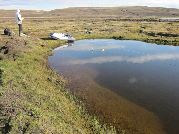 Les mares et les lacs de l’île Bylot : puits ou sources de GES?