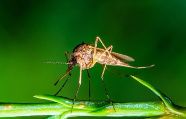 Métabarcodage et ADN environnemental pour caractériser les communautés de moustiques le long de gradients ruraux