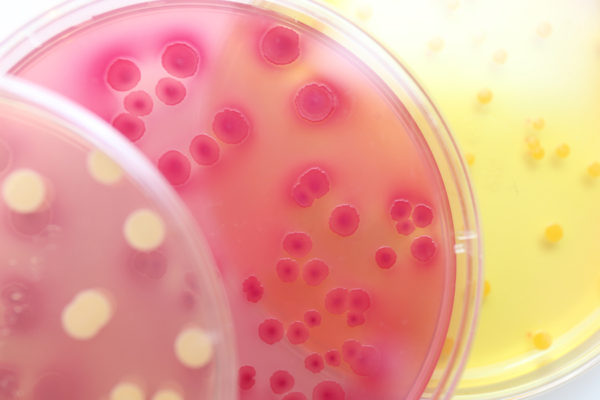 Projet de doctorat en écologie des biofilms foliaires