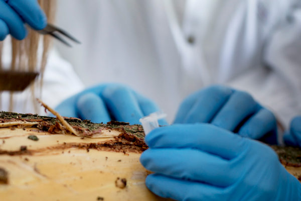 Freiner l’agrile du frêne : microorganismes à la rescousse