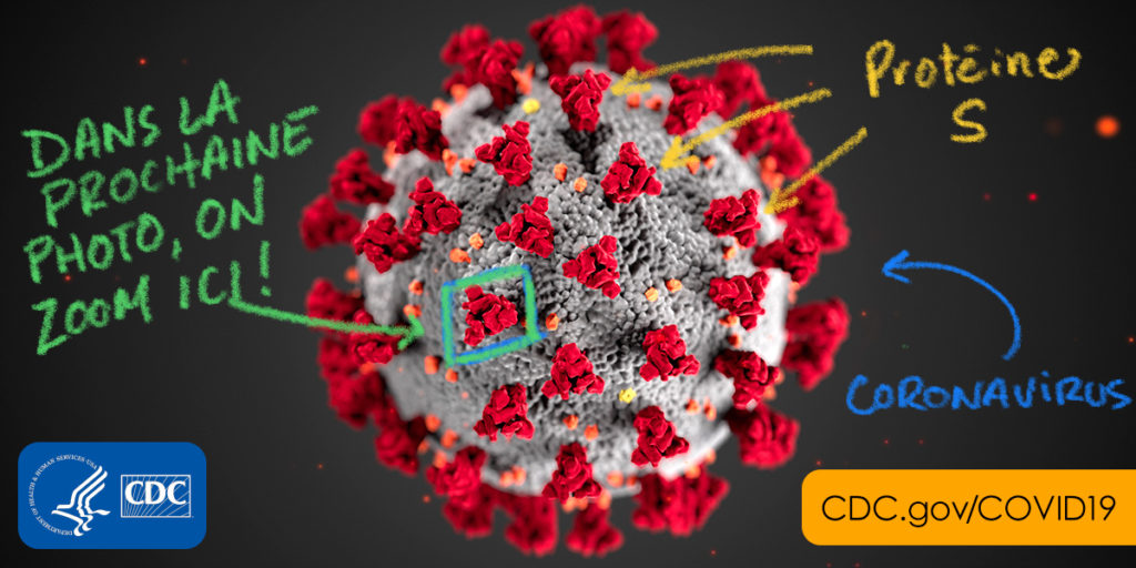 Comment une protéine du coronavirus lui permet d’infecter nos cellules