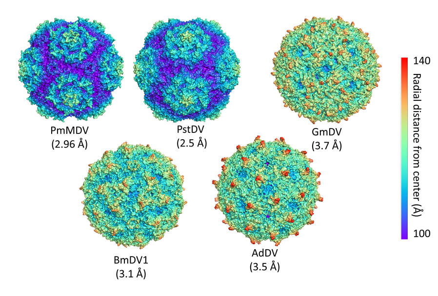 Une nouvelle stratégie d’entrée dans la cellule pour certains parvovirus
