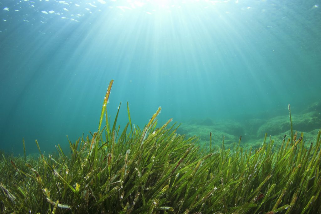Fond de l'océan avec des algues