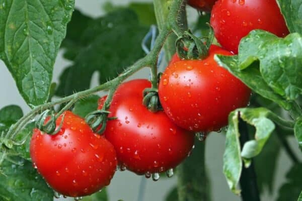 Des bactéries bénéfiques pour protéger les tomates et favoriser leur croissance