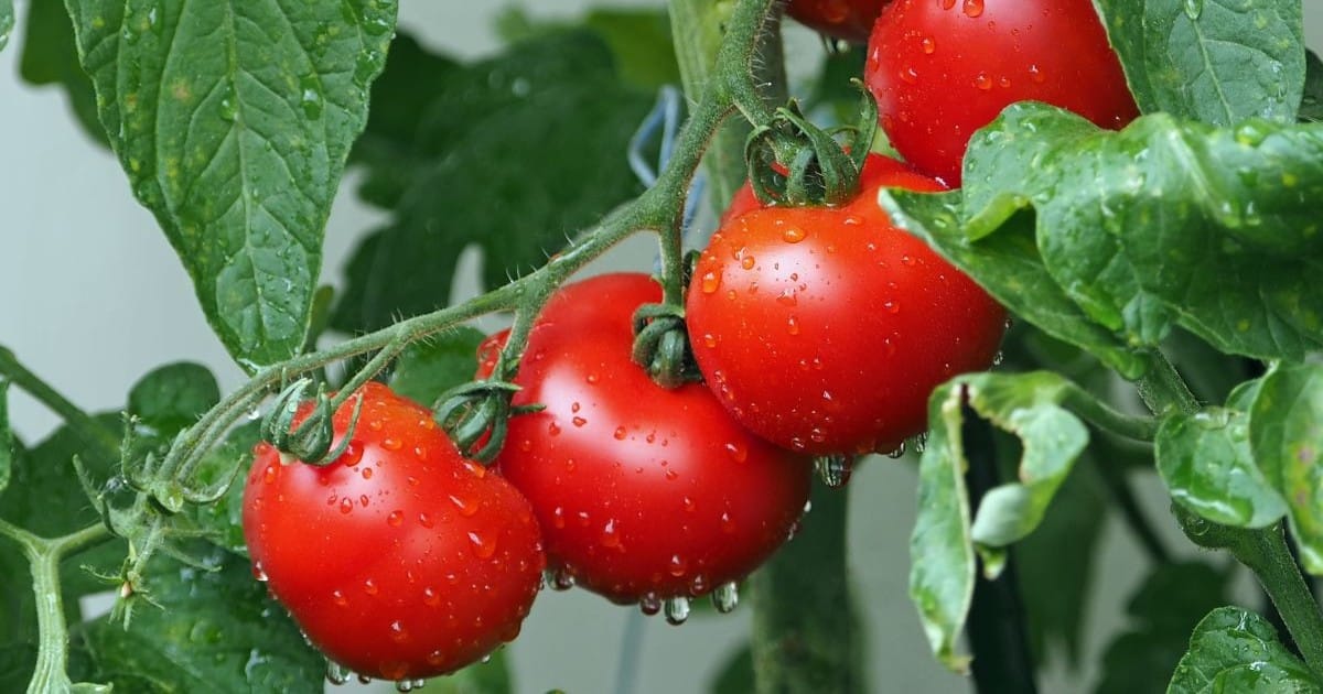 Des bactéries bénéfiques pour protéger les tomates et favoriser leur croissance