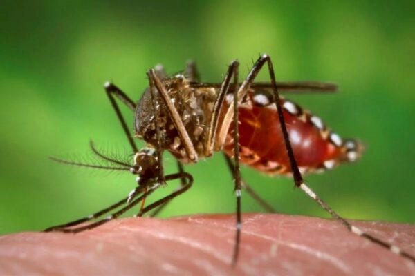 Rôle des gènes stimulés par l’interféron dans le contrôle de la réplication des flavivirus