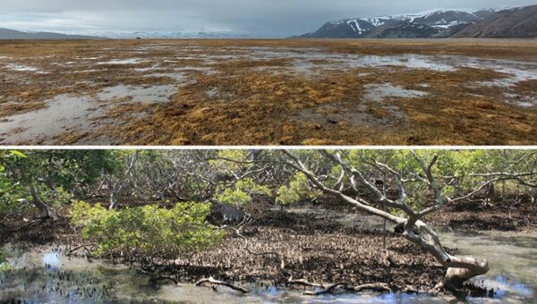 International internship in forest or coastal science