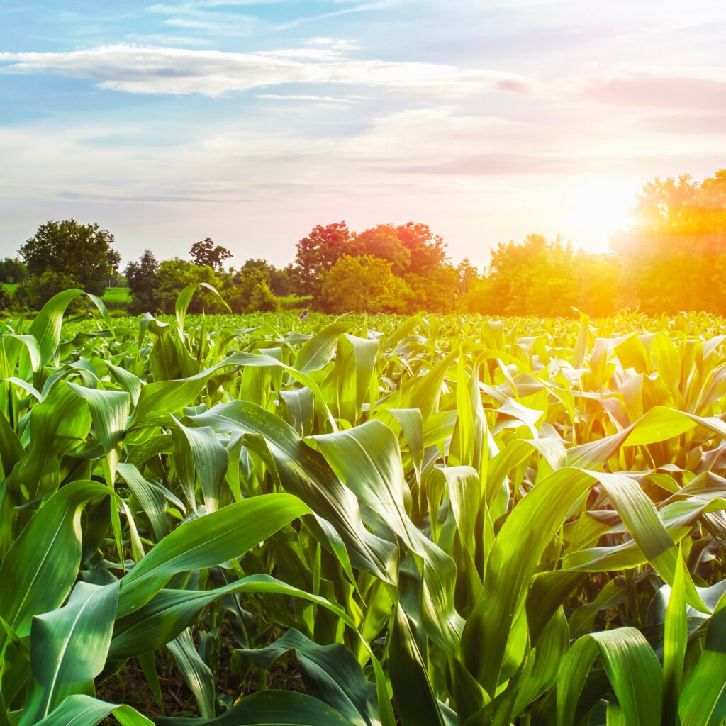Développer des biosolutions innovantes en agriculture