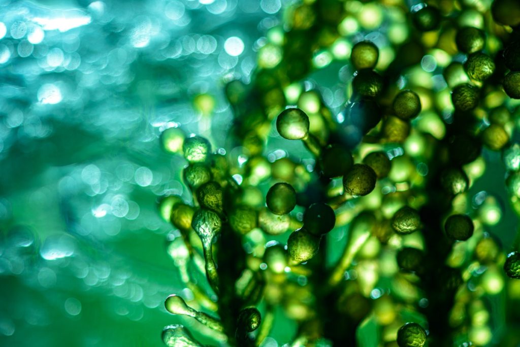 algues algae