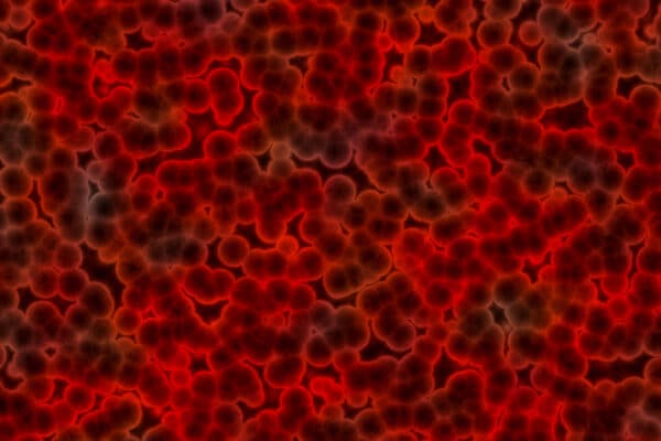 Métabolisme in vitro du SR9011 à l’aide d’une culture cellulaire 3D et de spectrométrie de masse en tandem