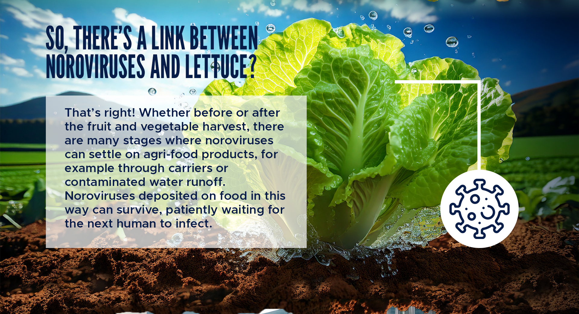 So, there’s a link between noroviruses and lettuce? 

That’s right! Whether before or after the fruit and vegetable harvest, there are many stages where noroviruses can settle on agri-food products, for example through carriers or contaminated water runoff. Noroviruses deposited on food in this way can survive, patiently waiting for the next human to infect.  