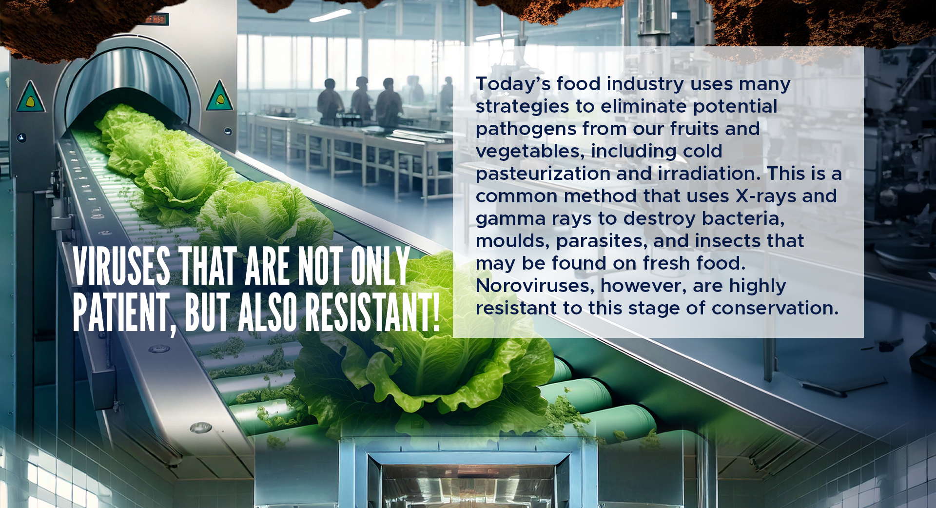 Viruses that are not only patient, but also resistant! 

Today’s food industry uses many strategies to eliminate potential pathogens from our fruits and vegetables, including cold pasteurization and irradiation. This is a common method that uses X-rays and gamma rays to destroy bacteria, moulds, parasites, and insects that may be found on fresh food. Noroviruses, however, are highly resistant to this stage of conservation. 