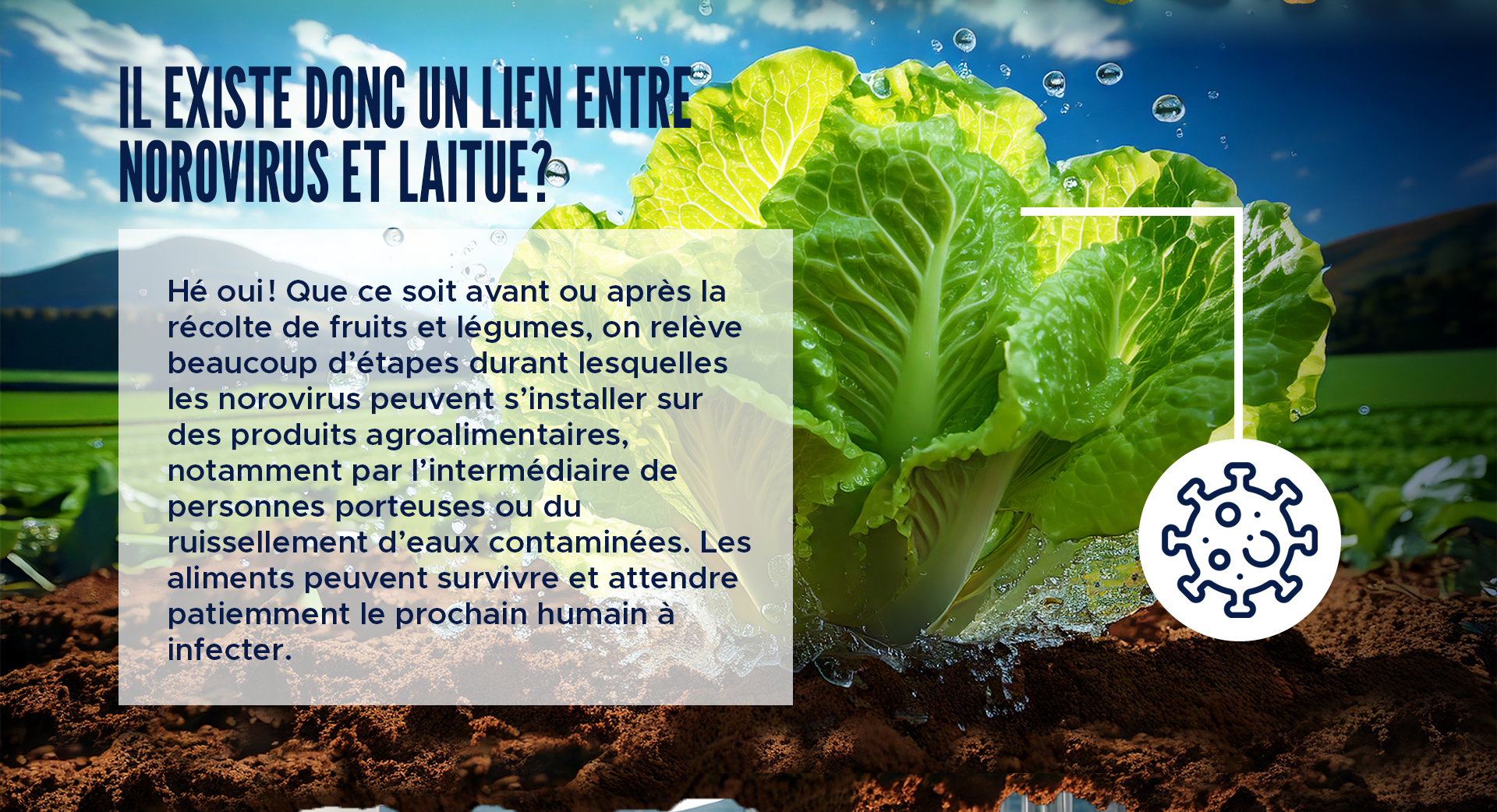 Hé oui ! Que ce soit avant ou après la récolte de fruits et légumes, on relève beaucoup d’étapes durant lesquelles les norovirus peuvent s’installer sur des produits agroalimentaires, notamment par l’intermédiaire de personnes porteuses ou du ruissellement d’eaux contaminées. Les norovirus ainsi déposés sur les aliments peuvent survivre et attendre patiemment le prochain humain à infecter.   