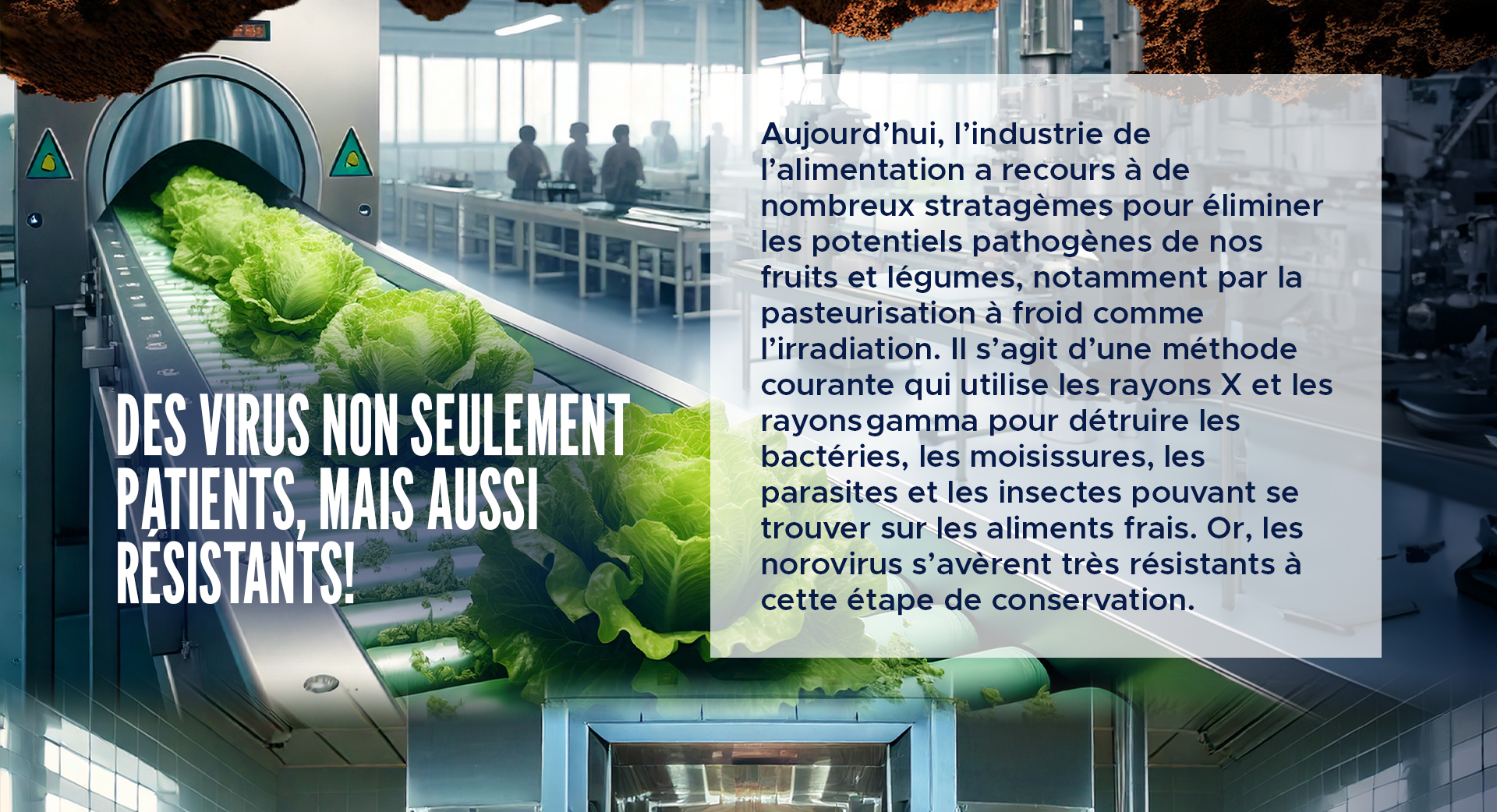 Des virus non seulement patients, mais aussi résistants !  
Aujourd’hui, l’industrie de l’alimentation a recours à de nombreux stratagèmes pour éliminer les potentiels pathogènes de nos fruits et légumes, notamment par la pasteurisation à froid comme l’irradiation. Il s’agit d’une méthode courante qui utilise les rayons X et les rayons gamma pour détruire les bactéries, les moisissures, les parasites et les insectes pouvant se trouver sur les aliments frais. Or, les norovirus s’avèrent très résistants à cette étape de conservation.   