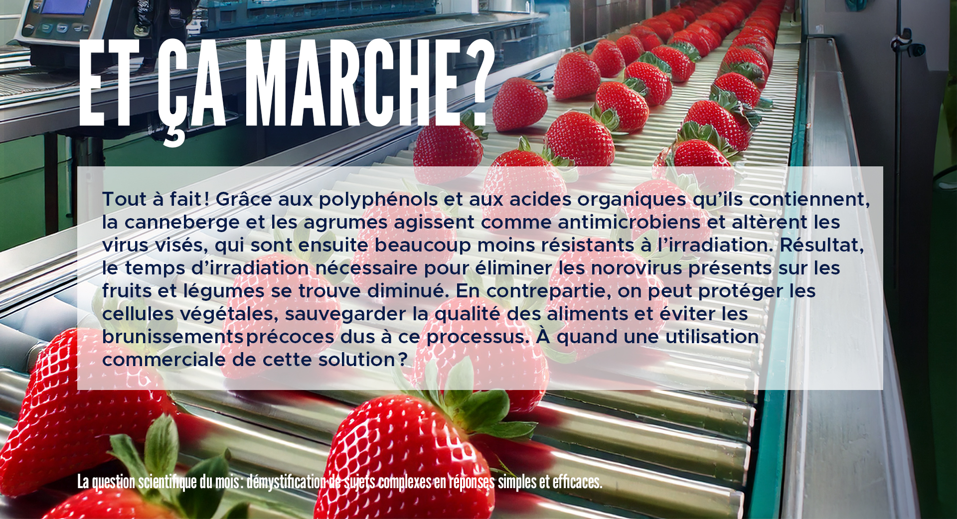 Et ça marche ?  

Tout à fait ! Grâce aux polyphénols et aux acides organiques qu’ils contiennent, la canneberge et les agrumes agissent comme antimicrobiens et altèrent les virus visés, qui sont ensuite beaucoup moins résistants à l’irradiation. Résultat, le temps d’irradiation nécessaire pour éliminer les norovirus présents sur les fruits et légumes se trouve diminué. En contrepartie, on peut protéger les cellules végétales, sauvegarder la qualité des aliments et éviter les brunissements précoces dus à ce processus. À quand une utilisation commerciale de cette solution ?   