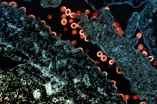 Exploration du rôle du virome endogène dans la biologie des macrophages pulmonaires