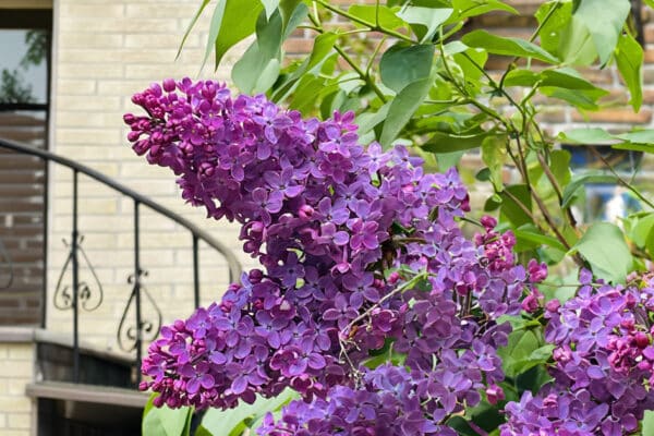 Unlikely Perspectives: Maria José Visconti, When a City’s Scents Strengthen a Sense of Belonging