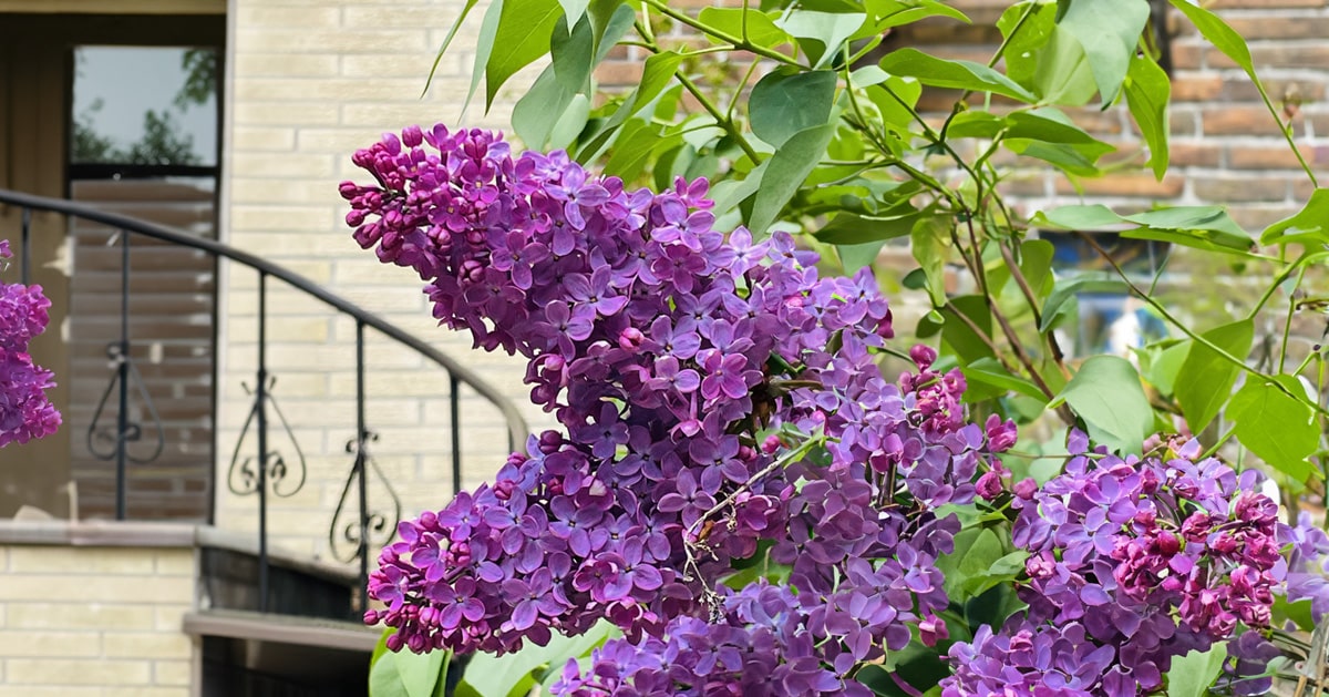 Perspectives improbables : Maria José Visconti, quand les odeurs d’une ville renforcent le sentiment d’appartenance