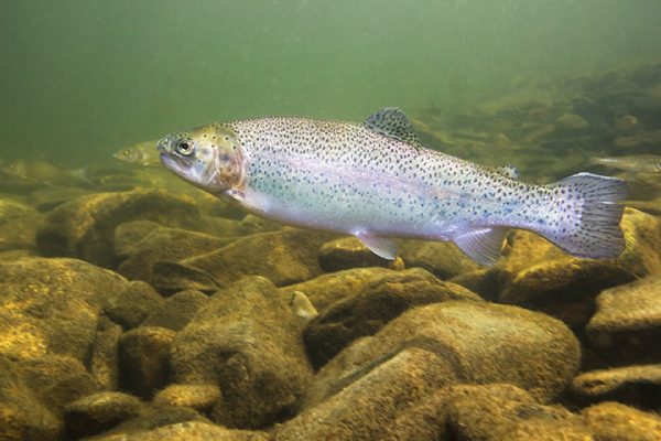 Bioaccumulation et effets des composés organiques d’usure de pneus sur les poissons
