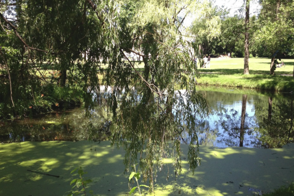 Protecting the Future of Wetlands